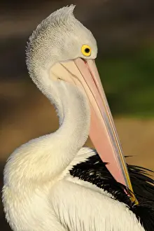 Pelecaniformes Prints: Australian pelican (Pelecanus conspicillatus), Australia