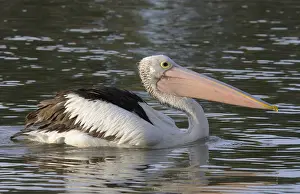 Pelecaniformes Prints: Australian pelican (Pelecanus conspicillatus), Australia