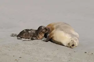 Seal Animal Prints: Australian sea lion (Neophoca cinerea), Kangaroo Island, Australia