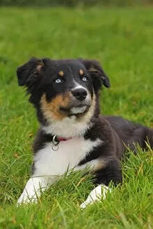 Images Dated 20th October 2012: Australian Shepherd Black Tri puppy, male, with blue eyes