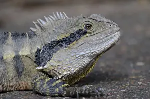 Australian water dragon (Physignathus lesueurii), Australia