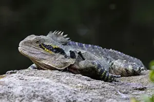 Agamid Prints: Australian water dragon (Physignathus lesueurii), Australia