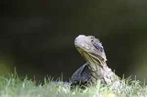 Australian water dragon (Physignathus lesueurii), Australia