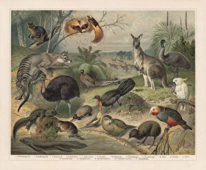 Images Dated 14th March 2018: Australian wildlife, lithograph, published in 1897