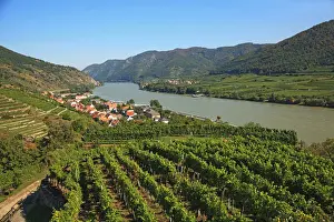Winemaking Prints: Austria, Wachau Valley, Spitz an der Donau