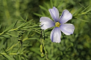 Images Dated 4th September 2010: Austrian Flax -Linum austriacum-, Mediterranean
