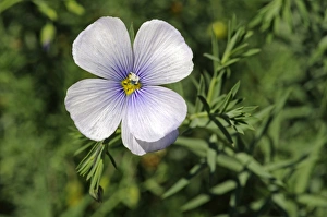 Images Dated 4th September 2010: Austrian Flax -Linum austriacum-, Mediterranean