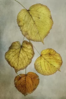 Images Dated 11th December 2015: Autum leaves