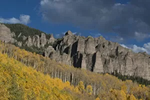 Images Dated 3rd October 2015: Autumn aspen trees (Populus tremuloides) in Uncompahgre National Forest, Owl Creek Pass, Colorado