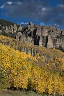 Images Dated 3rd October 2015: Autumn aspen trees (Populus tremuloides) in Uncompahgre National Forest, Owl Creek Pass, Colorado