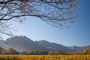 Images Dated 26th May 2009: autumn, bare tree, clear sky, color image, day, field, franschoek, horizontal, landscape