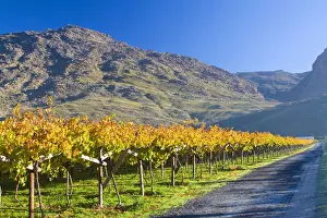 Country Road Prints: autumn, beauty in nature, clear sky, color image, country road, day, freshness, green