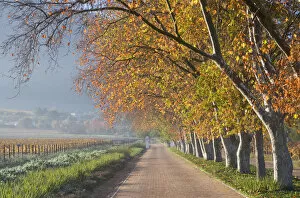Images Dated 26th May 2009: autumn, beauty in nature, color image, country road, day, horizontal, in a row, landscape