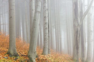 Images Dated 10th November 2011: Autumn beech forest, Jeseniky Protected Landscape Area, Jesenik district, Olomoucky region