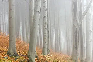 Misty Prints: Autumn beech forest, Jeseniky Protected Landscape Area
