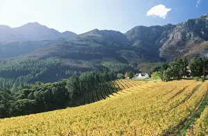 Images Dated 27th February 2008: Autumn, Cape Winelands District Municipality, Cloud, Color Image, Crop, Cultivated