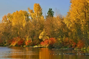 Large Group Of Animals Collection: Autumn colored trees on shore of Johnson Lake, Portland, Oregon, USA