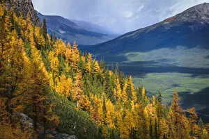Images Dated 18th September 2016: Autumn Colors In Rocky Mountains, Saddleback Pass, Banff National Park, Canada