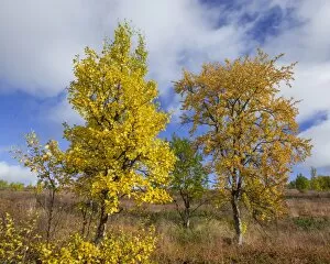 Images Dated 6th September 2016: Autumn coloured Birch trees, Vindelfjaellen, Vaesterbotten County, Sweden