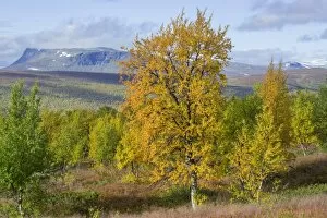 Images Dated 6th September 2016: Autumn coloured Birch trees, Vindelfjaellen, Vaesterbotten County, Sweden