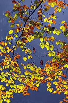 Autumn-coloured leaves, European Beech -Fagus sylvatica-