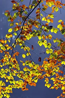Autumn Leaf Prints: Autumn-coloured leaves, European Beech -Fagus sylvatica-