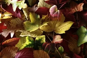 Images Dated 9th October 2011: Autumn-coloured leaves of various deciduous trees