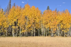 Autumn coloured Quaking Aspen -Populus tremuloides-, Kawuneeche Valley, Trail Ridge Road, Rocky Mountain National Park
