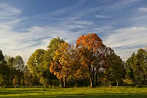 Images Dated 18th October 2012: Autumn coloured trees in a meadow, Bad Toelz, Upper Bavaria, Bavaria, Germany