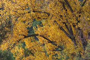 Fall Color Prints: Autumn colours in cazorla natural park; segura y las villas jaen province andalusia spain