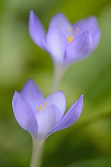 Images Dated 11th October 2014: Autumn Crocus -Crocus speciosus-