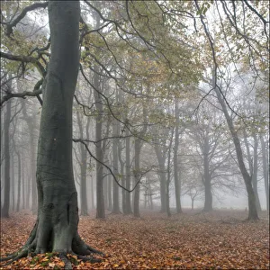 Images Dated 10th November 2011: Autumn damp