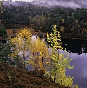 Autumn, Day, Forest, Landscape & Scenics, Nature, Nobody, Peacefulness, Pond, Quiet