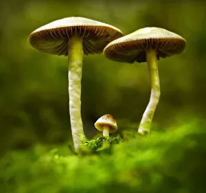 Macro Gallery: autumn, environment, forest, fungi, green, macro, moss, mushroom, nature, summer