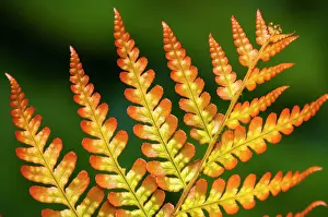 Autumn Fern, Japanese Wood Fern or Copper Shield Fern -Dryopteris erythrosora-