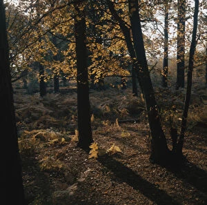 Images Dated 6th October 2005: Autumn Forest