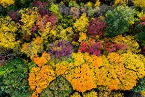 Autumn forest with colorful trees. Aerial view
