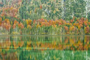 Images Dated 20th October 2012: Autumn forest with its reflection in Almsee lake, Gruenau im Almtal, Upper Austria, Austria
