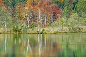 Images Dated 20th October 2012: Autumn forest with its reflection in Almsee lake, Gruenau im Almtal, Upper Austria, Austria