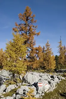 Conifer Prints: Autumn at the Hochmoelbing mountain, Styria, Austria, Europe