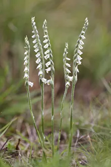 Images Dated 17th August 2014: Autumn Ladys Tresses -Spiranthes spiralis-, flowering orchid, Hesse, Germany