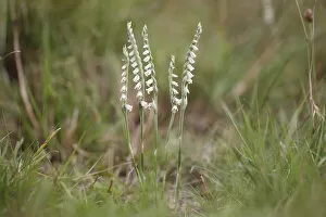 Images Dated 17th August 2014: Autumn Ladys Tresses -Spiranthes spiralis-, flowering orchid, Hesse, Germany