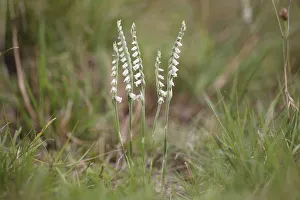 Images Dated 17th August 2014: Autumn Ladys Tresses -Spiranthes spiralis-, flowering orchid, Hesse, Germany