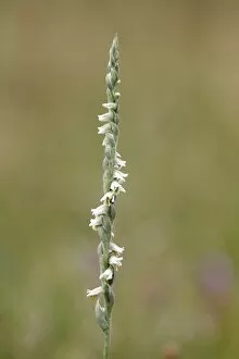 Images Dated 19th August 2011: Autumn Ladys-tresses -Spiranthes spiralis-, individual stem, Hesse, Germany, Europe