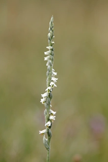 Images Dated 19th August 2011: Autumn Ladys-tresses -Spiranthes spiralis-, individual stem, Hesse, Germany, Europe