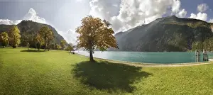 Maples Prints: Autumn at Lake Achensee near Achen Church with a maple tree on a green meadow