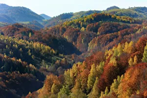 Images Dated 30th October 2015: Autumn landscape of mountains and forests, Piatra Craiului National Park, Magura