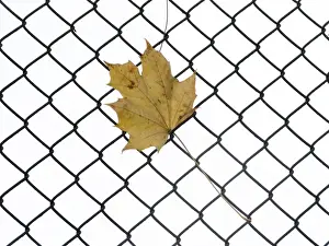 Fence Prints: Autumn leaf hanging o a fence