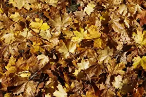 Fill Prints: Autumn leaves