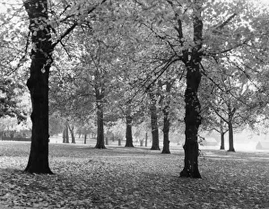 Historical Central Press Art Prints Gallery: Autumn Leaves